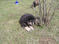 2. dubna 2010 | ASIM - Tibeťák | Tibetská doga