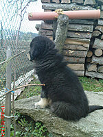 11. dubna 2010 | ASIM - Tibeťák | Tibetská doga