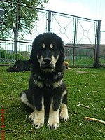 Květen 2010 | ASIM - Tibeťák | Tibetská doga