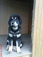 Květen 2010 | ASIM - Tibeťák | Tibetská doga