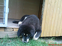 Květen 2010 | ASIM - Tibeťák | Tibetská doga