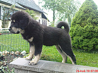 Květen 2010 | ASIM - Tibeťák | Tibetská doga