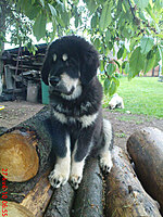 Květen 2010 | ASIM - Tibeťák | Tibetská doga