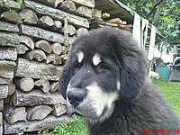 Květen 2010 | ASIM - Tibeťák | Tibetská doga