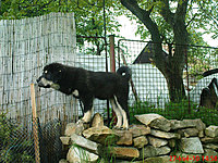Květen 2010 | ASIM - Tibeťák | Tibetská doga