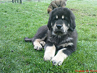 15. dubna 2010 | ASIM - Tibeťák | Tibetská doga
