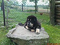 červen 2010 | ASIM - Tibeťák | Tibetská doga červen 2010 | ASIM - Tibeťák | Tibetská doga