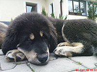 červen 2010 | ASIM - Tibeťák | Tibetská doga