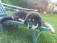 červen 2010 | ASIM - Tibeťák | Tibetská doga