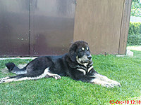 červenec 2010 | ASIM - Tibeťák | Tibetská doga