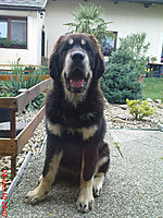 červenec 2010 | ASIM - Tibeťák | Tibetská doga