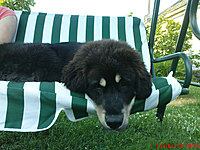 červenec 2010 | ASIM - Tibeťák | Tibetská doga