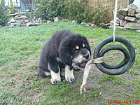 15. dubna 2010 | ASIM - Tibeťák | Tibetská doga
