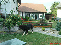 červenec 2010 | ASIM - Tibeťák | Tibetská doga