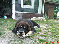 červenec 2010 | ASIM - Tibeťák | Tibetská doga