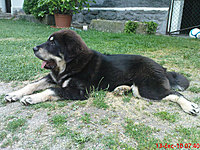 červenec 2010 | ASIM - Tibeťák | Tibetská doga