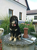 červenec 2010 | ASIM - Tibeťák | Tibetská doga
