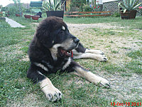červenec 2010 | ASIM - Tibeťák | Tibetská doga