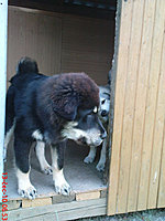 červenec 2010 | ASIM - Tibeťák | Tibetská doga