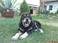 červenec 2010 | ASIM - Tibeťák | Tibetská doga