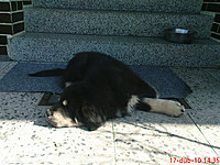 17. dubna 2010 | ASIM - Tibeťák | Tibetská doga