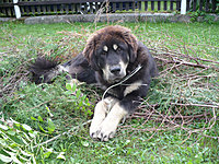 červenec 2010 | ASIM - Tibeťák | Tibetská doga