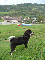 Září 2010 | ASIM - Tibeťák | Tibetská doga Září 2010 | ASIM - Tibeťák | Tibetská doga
