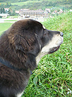 Září 2010 | ASIM - Tibeťák | Tibetská doga