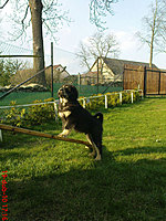 19. dubna 2010 | ASIM - Tibeťák | Tibetská doga