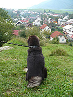 Září 2010 | ASIM - Tibeťák | Tibetská doga