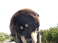 Září 2010 | ASIM - Tibeťák | Tibetská doga
