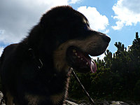 Září 2010 | ASIM - Tibeťák | Tibetská doga
