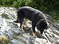 Září 2010 | ASIM - Tibeťák | Tibetská doga