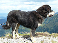 Září 2010 | ASIM - Tibeťák | Tibetská doga