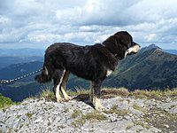 Září 2010 | ASIM - Tibeťák | Tibetská doga