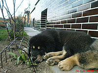 24. dubna 2010 | ASIM - Tibeťák | Tibetská doga
