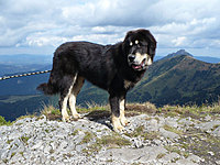 Září 2010 | ASIM - Tibeťák | Tibetská doga
