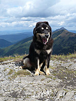 Září 2010 | ASIM - Tibeťák | Tibetská doga