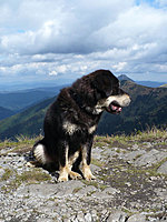 Září 2010 | ASIM - Tibeťák | Tibetská doga