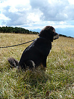 Září 2010 | ASIM - Tibeťák | Tibetská doga