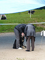 Klubové dny a Speciální výstava pořádaná Klubem Tibetské dogy na Slovensku 18. - 19.9.2010 | ASIM - Tibeťák | Tibetská doga