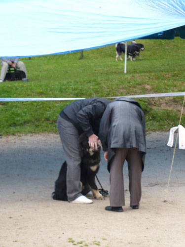 Klubové dny a Speciální výstava pořádaná Klubem Tibetské dogy na Slovensku 18. - 19.9.2010