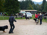 Klubové dny a Speciální výstava pořádaná Klubem Tibetské dogy na Slovensku 18. - 19.9.2010 | ASIM - Tibeťák | Tibetská doga