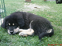 26. dubna 2010 | ASIM - Tibeťák | Tibetská doga