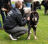 II. Klubová výstava Klubu Tibetské dogy 16.10.2010 | ASIM - Tibeťák | Tibetská doga