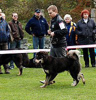 II. Klubová výstava Klubu Tibetské dogy 16.10.2010 | ASIM - Tibeťák | Tibetská doga