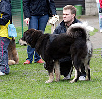 II. Klubová výstava Klubu Tibetské dogy 16.10.2010 | ASIM - Tibeťák | Tibetská doga