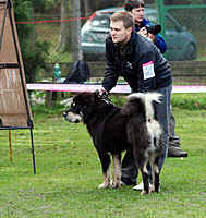 II. Klubová výstava Klubu Tibetské dogy 16.10.2010 | ASIM - Tibeťák | Tibetská doga