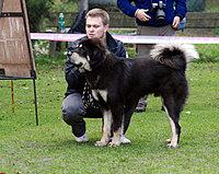 II. Klubová výstava Klubu Tibetské dogy 16.10.2010 | ASIM - Tibeťák | Tibetská doga