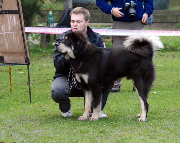 II. Klubová výstava Klubu Tibetské dogy 16.10.2010